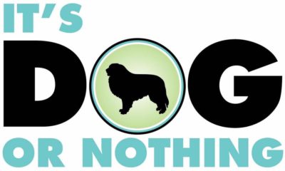 It's Dog or Nothing Logo