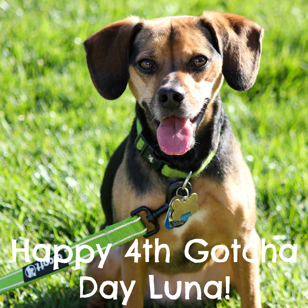 Happy 4th Gotcha Day Luna!