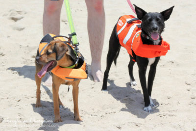 Ralph and Luna see the Pacific Ocean for the first time at Huntington Dog Beach