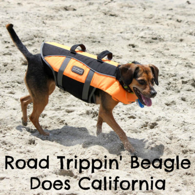 Road Trippin' Beagle Does California