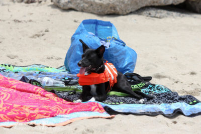 Ralph enjoyed spending time on our beach towels during his first off leash experience