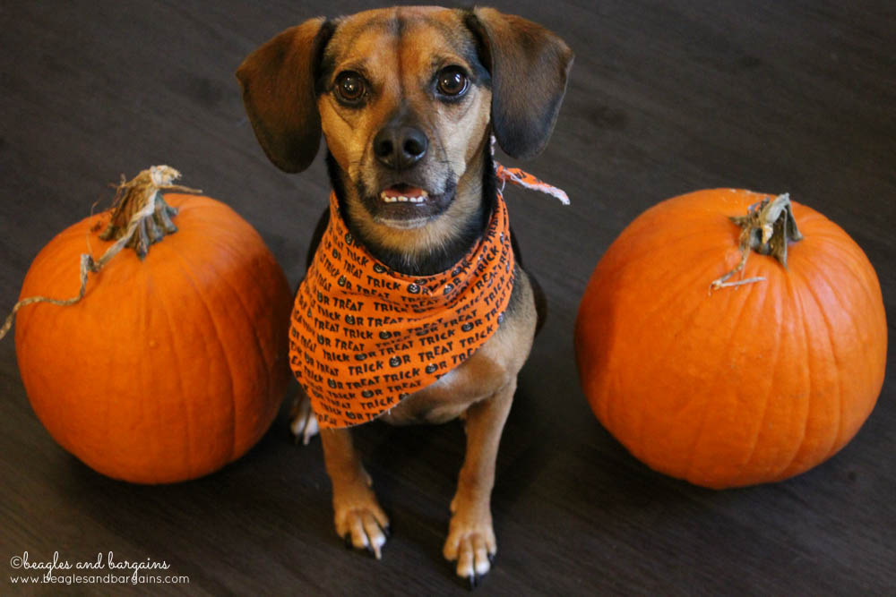 Luna celebrates Halloween with the Trick or Treat Giveaway Hop!