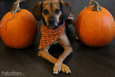 Luna learns a new tick - Cross Paws - for the Trick or Treat Giveaway Hop!