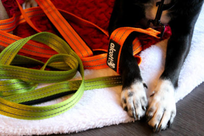 Ralph's paws with a bright orange and green leash from Alcott Adventures