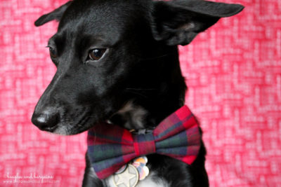 Ralph looks suave this holiday season with his Christmas plaid bow tie from Brooklyn Bowtied