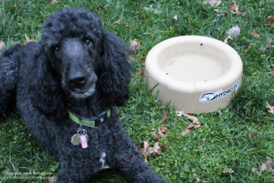 Cousin Keto with his new The Hydro Pet Bowl