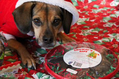 Luna thinks she was good this year because she got a Chewer's Gift with Woofermen and Candy Canes from Jones Natural Chews.