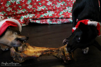 Ralph and Luna enjoy a Dino Bone from the Jones Natural Chews Holiday Box