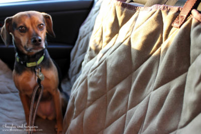 Luna can't wait for our next car trip with our new Solvit Deluxe Hammock Seat Cover