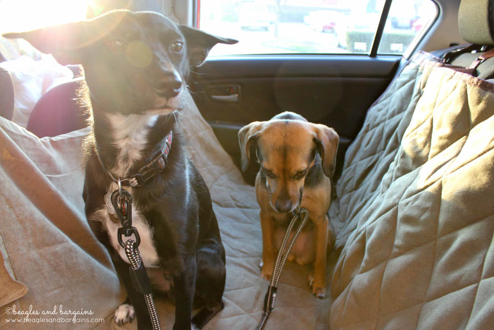 Luna and Ralph take a road trip on our Solvit Deluxe Hammock Seat Cover