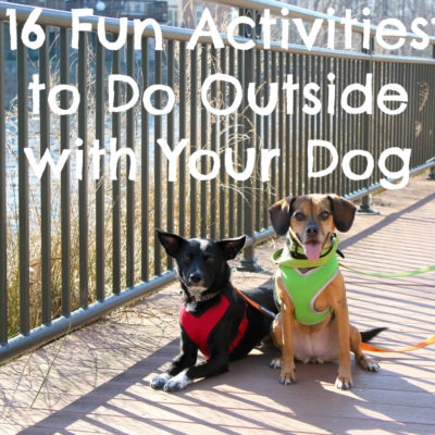16 Fun Activities to Do Outside with Your Dog