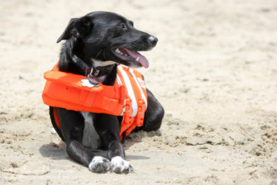Fun Activities to Do Outside with Your Dog - Find the Nearest Beach