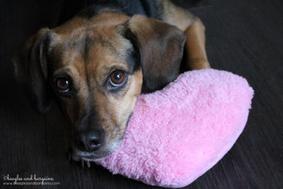 Happy Valentine's Day from Ralph and Luna at Beagles & Bargains!