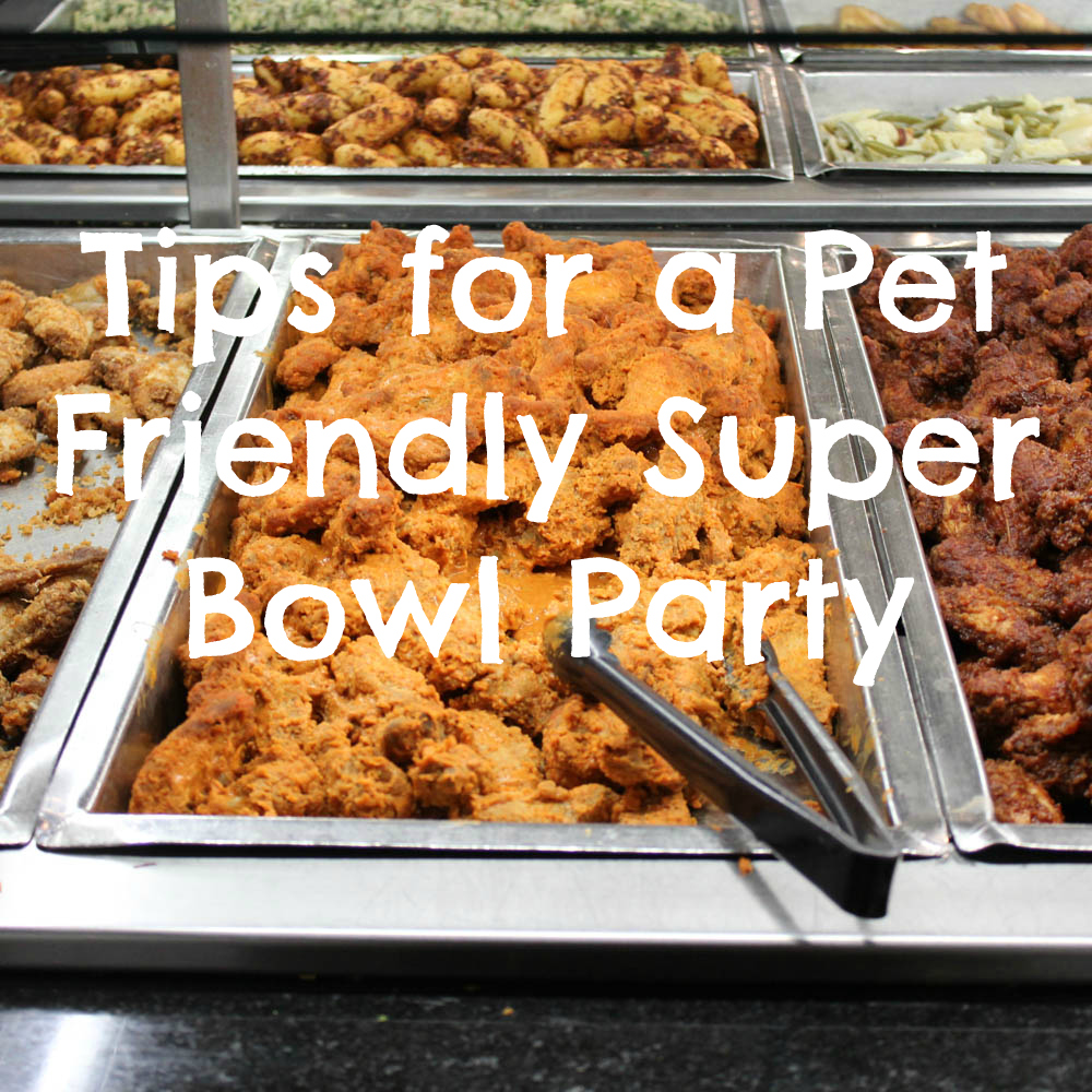 14 Tips for a Pet Friendly Super Bowl Party Success