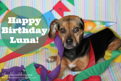 Happy 6th Birthday Luna! | Dog Birthday Celebration