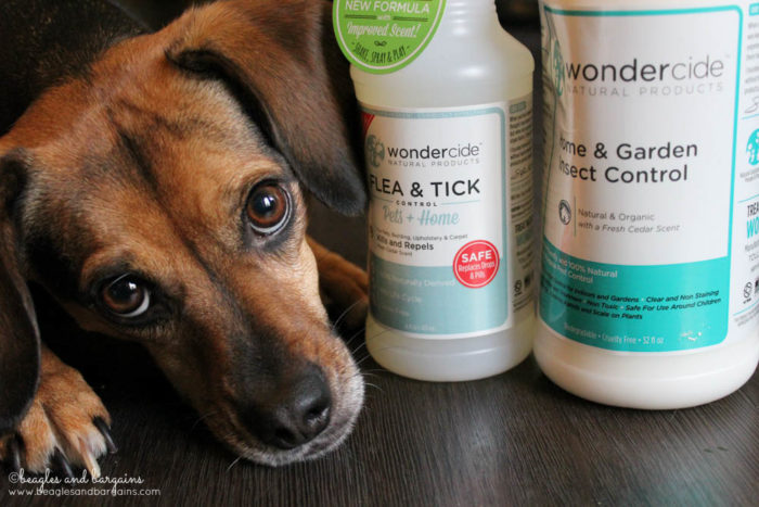 Why I Use Natural Flea and Tick Care on My Dogs | Wondercide 