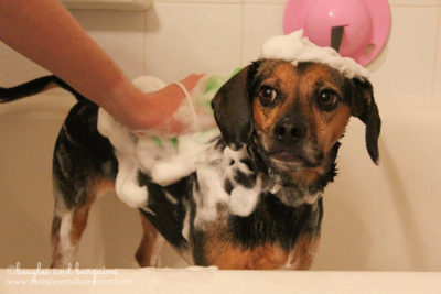 Happy 6th Birthday Luna! | Dog Bath Time