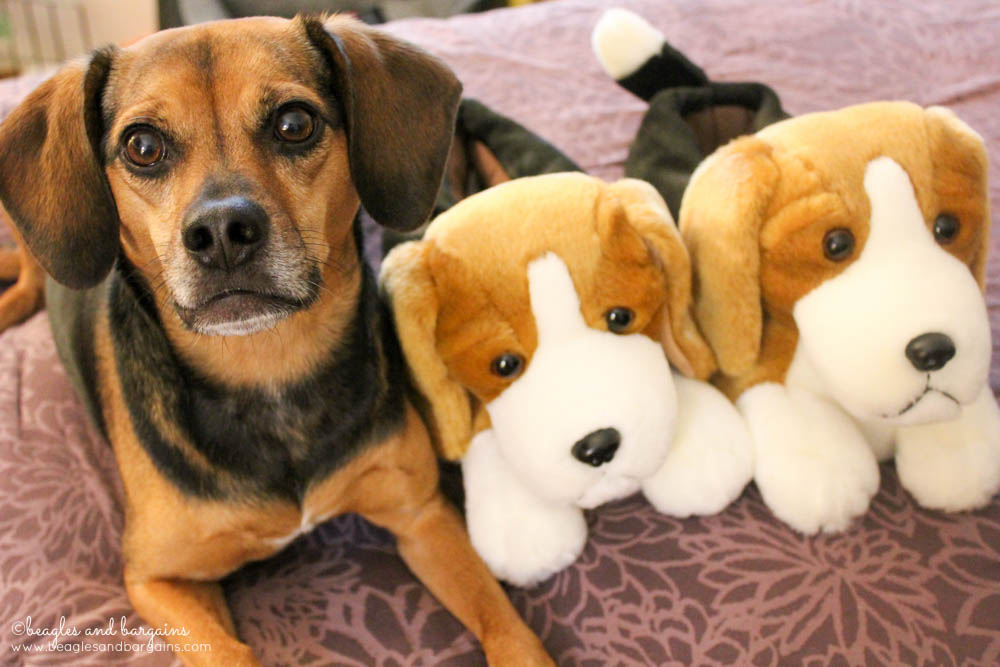 Beagle Slippers make great gifts for dog lovers and dog moms alike! Beagles and Bargains