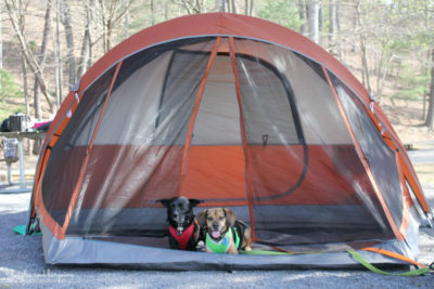 Camping with Dogs - Spring Fling Pet Blogger Giveaway - Win a $250 Amazon Gift Card!