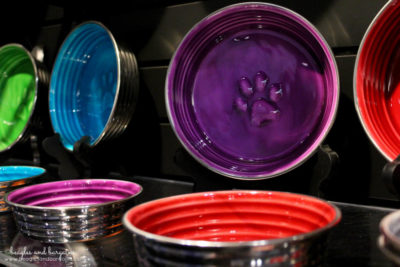 Top Pet Industry Trends for 2017 from the Global Pet Expo - Pets & Luxury - Designer Food Bowls