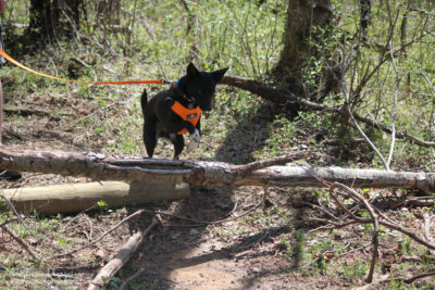 Ralph Jumping During a Dog Friendly Hiking at Blue Ridge Center for Environmental Stewardship
