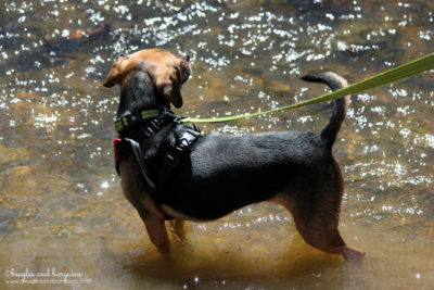 Luna enjoys the cool water of Piney Run while hiking at the Blue Ridge Center for Environmental Stewardship