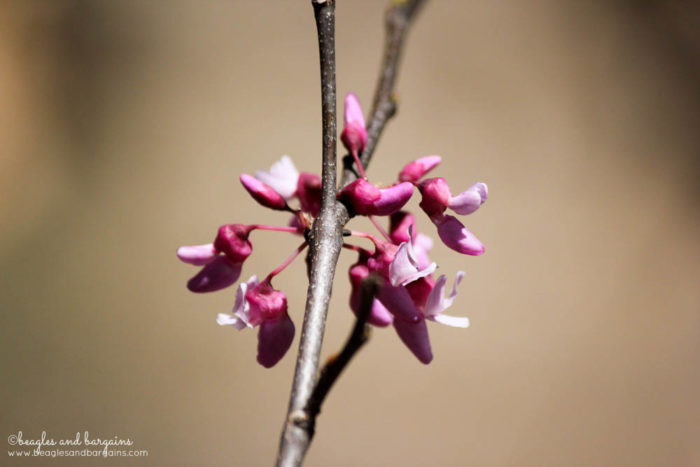 Redbud Trees Spotted at Blue Ridge Center for Environmental Stewardship During a Dog Friendly Hike