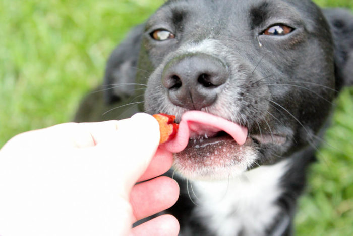 5 Identifiable Characteristics of a Quality Dog Training Treat - Ralph Enjoys a Treat