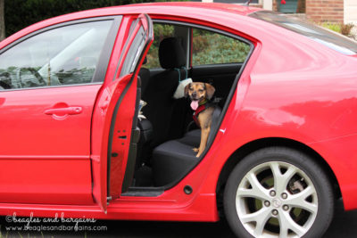 Get Your Dog Accustomed to Your Car - Tips for Planning a Successful Pet Friendly Road Trip - Ultimate Pet Friendly Road Trip Guide