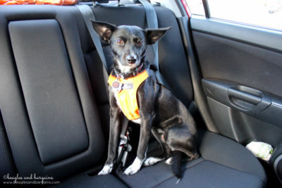 Tips for Planning a Successful Pet Friendly Road Trip - Ultimate Pet Friendly Road Trip Guide