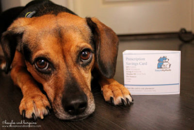 Luna with our new Fetch My Meds discount card for savings on pet medications