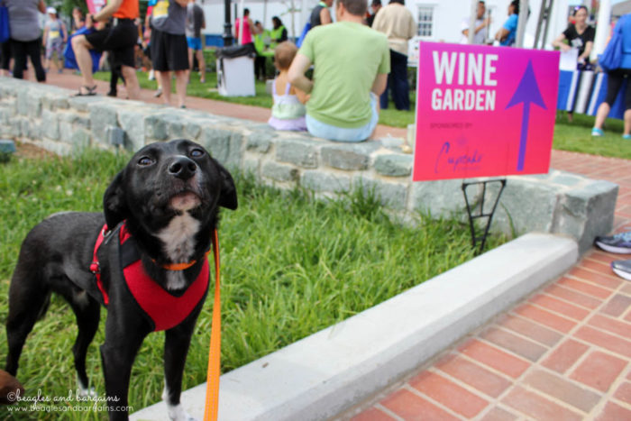 Ralph can't wait to check out the wine garden at the Fit Foodie 5K & Festival