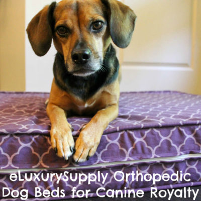 Orthopedic Dog Beds Fit for Canine Royalty From eLuxurySupply