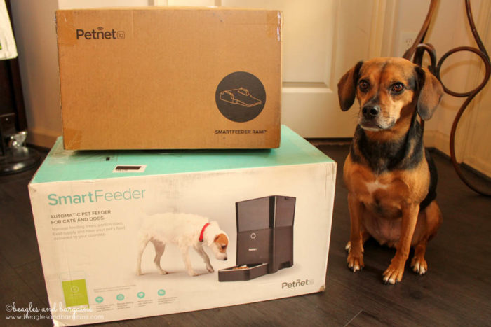 Luna with her Petnet SmartFeeder and Ramp delivery