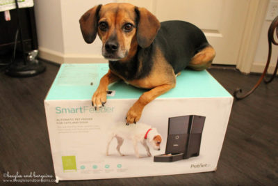 Luna with her Petnet SmartFeeder delivery