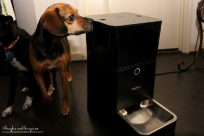 Luna checking out her new Petnet SmartFeeder automatic pet feeder