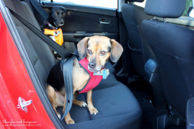 Get Pet Friendly Road Trip Ready with Sleepypod - Win a Clickit Sport Harness!