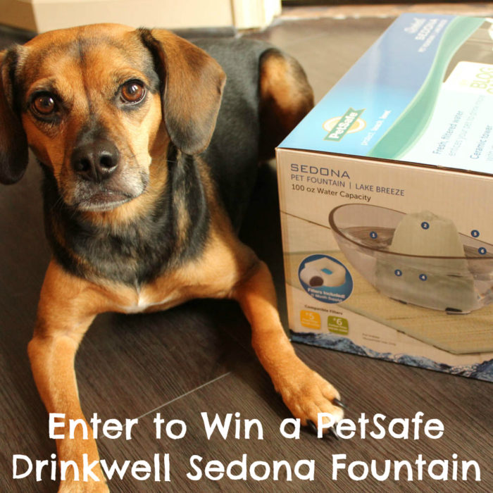 Enter to Win a PetSafe Drinkwell Sedona Fountain #sponsored - Pet Hydration Month