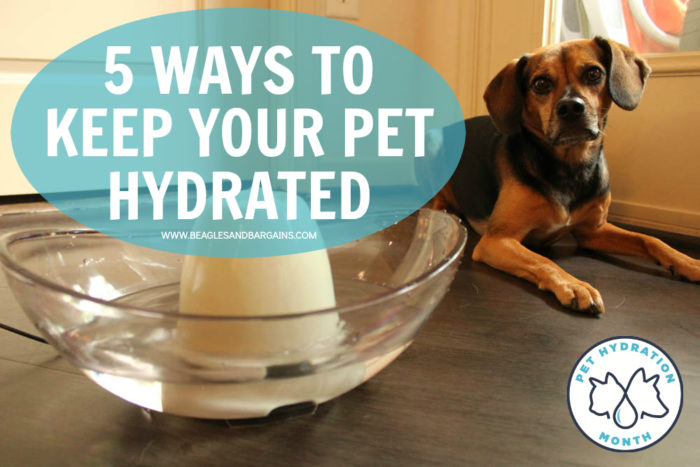 5 Ways to Keep Your Pet Hydrated - Pet Hydration Month