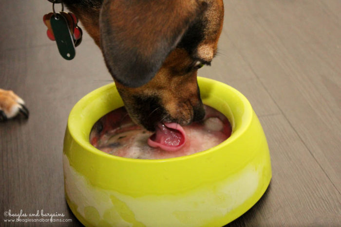 Watermelon Cucumber Mint Frozen Refresher for Dogs Recipe - Frozen Dog Treat