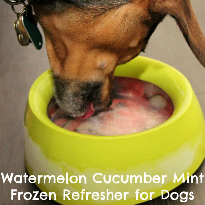 Watermelon Cucumber Mint Frozen Refresher for Dogs Recipe
