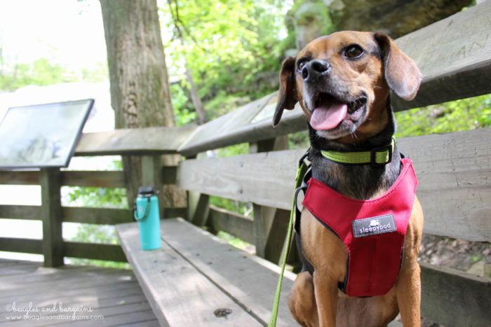 11 Tips for Preparing to Leave Your Pet Behind During a Vacation