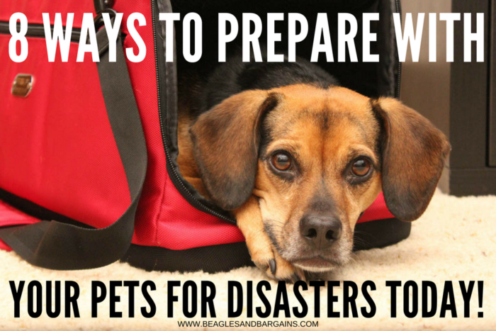 8 Ways to Prepare with Your Pets for Disasters TODAY!