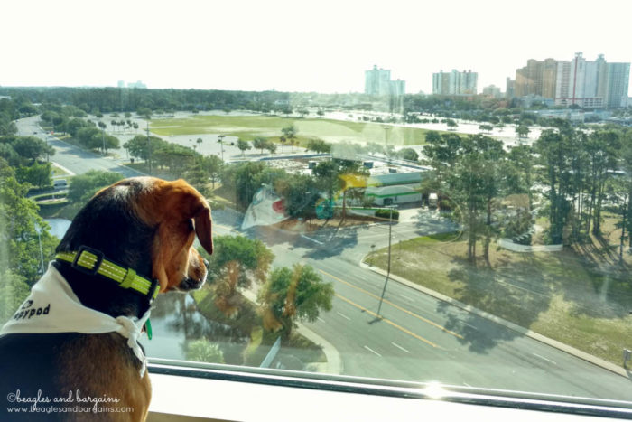 BlogPaws 2017 - Luna looks on Sheraton Myrtle Beach Hotel room window
