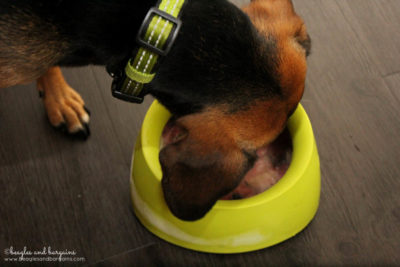 Sleepypod Yummy Travel Bowls are spill proof! - Tips and Best Practices to Keep Your Pets Comfortable During a Move