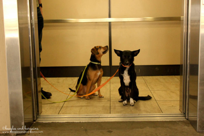 How to Teach Your Dog to Calmly Ride in an Elevator - Trick or Treat GIVEAWAY Hop