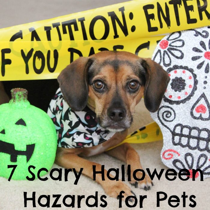 7 Scary Halloween Hazards for Pets