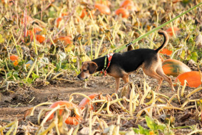 Luna searches the pumpkin selection at Rock Creek Farm.