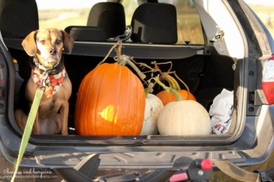 Luna's pumpkin haul from Rock Creek Farm.