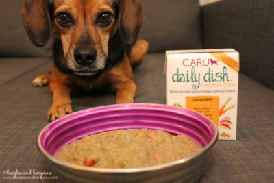 Luna ready to eat her Chicken Daily Dish Stew from Caru Pet Food